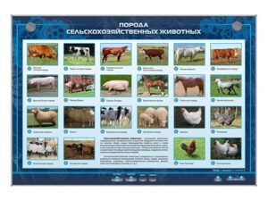 Информационный стенд «Порода сельскохозяйственных животных»